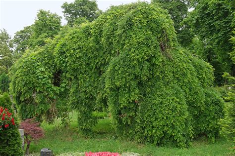 龍爪槐|龙爪槐 Styphnolobium japonicum cv. Pendula